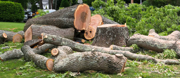 How Our Tree Care Process Works  in  Canton, SD